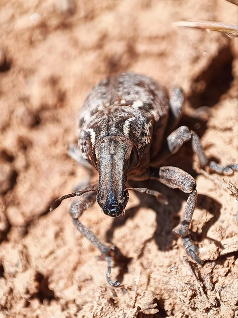 Leucophyes pedestris - négypettyes barkó
