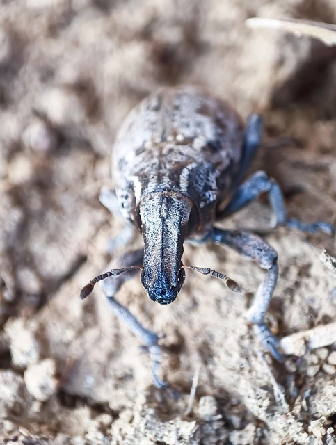 Leucophyes pedestris - négypettyes barkó