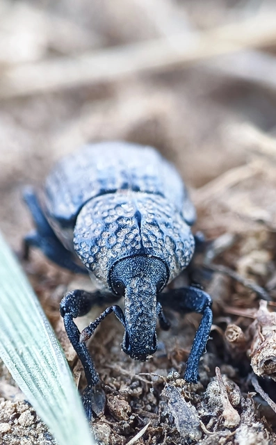 Minyops variolosus - nyugati bordásormányos