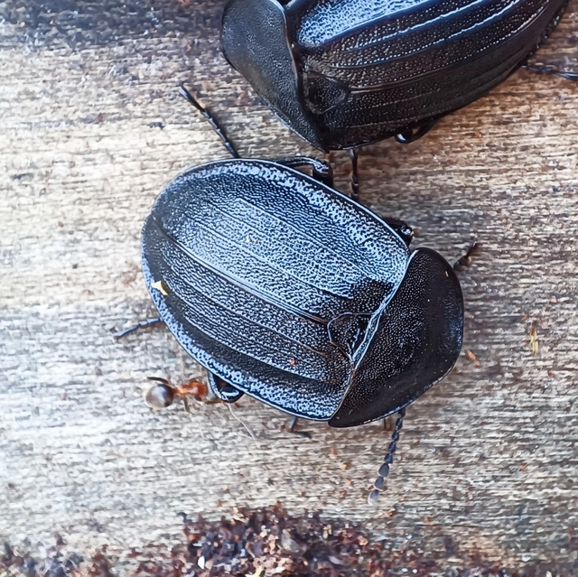 Phosphuga atrata - bordás csigarabló