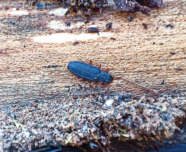 Uleiota planatus - hosszúcsápú fogasnyakú-lapbogár