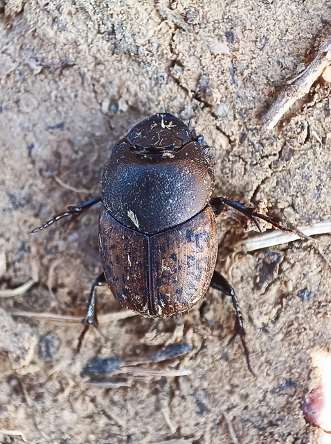 Onthophagus nuchicornis - homoki trágyatúró