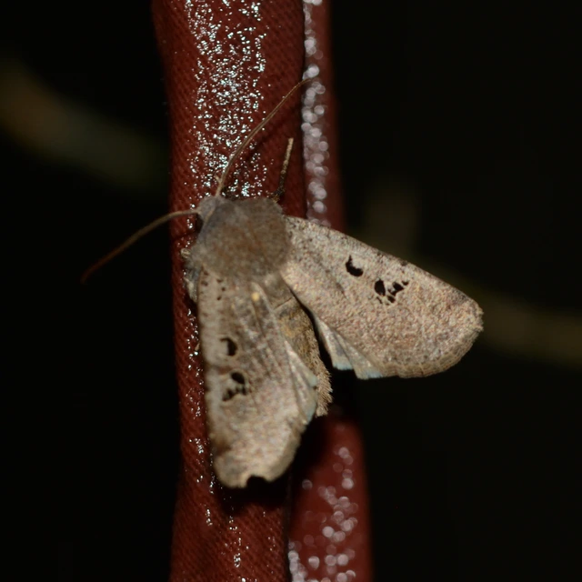 Conistra rubiginosa - szürke télibagoly