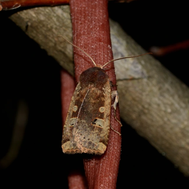 Conistra erythrocephala - vörösfejű őszibagoly