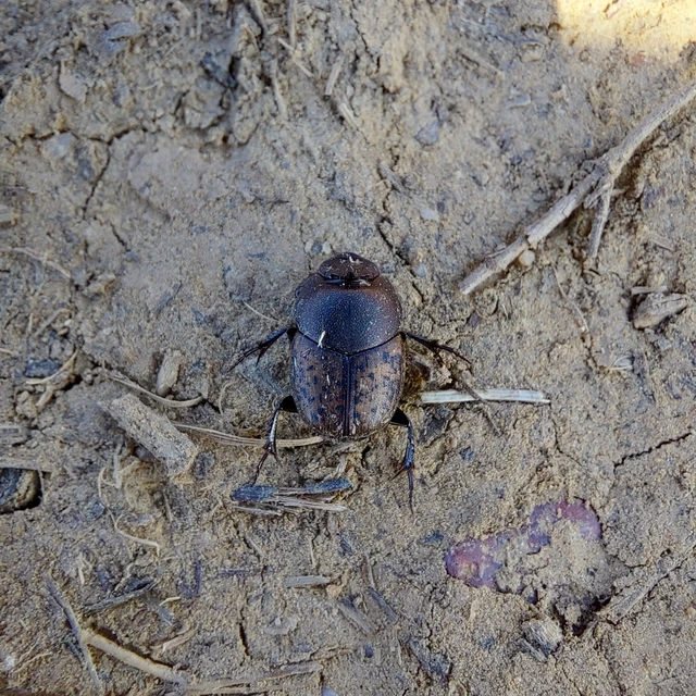 Onthophagus nuchicornis - homoki trágyatúró