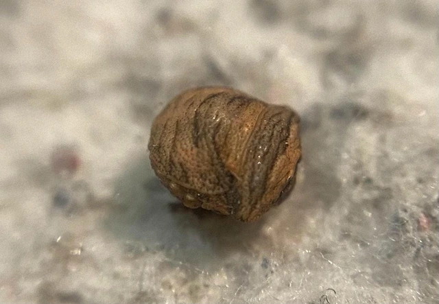 Vilpianus galii Vilpianus galii