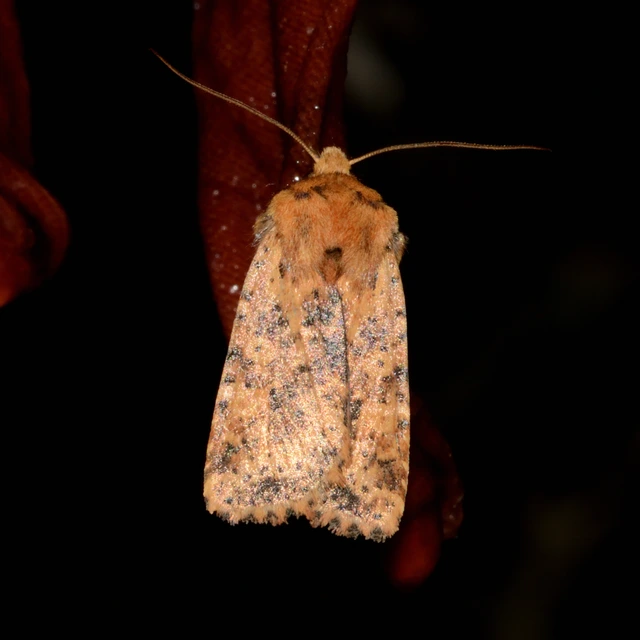 Conistra rubiginea - vörös őszibagoly