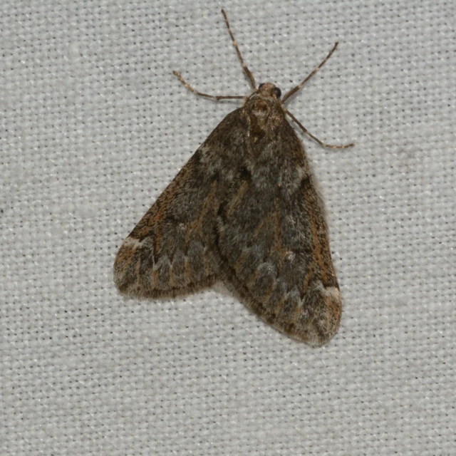 Alsophila aescularia - vadgesztenye-araszoló