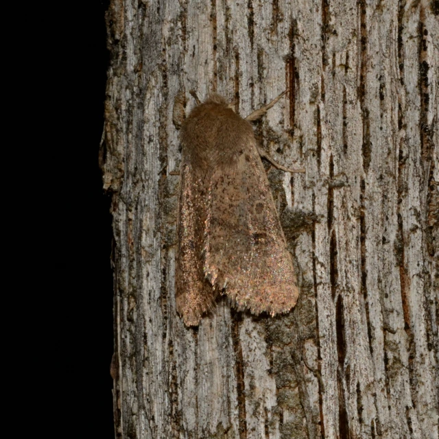 Orthosia cruda - kis barkabagoly