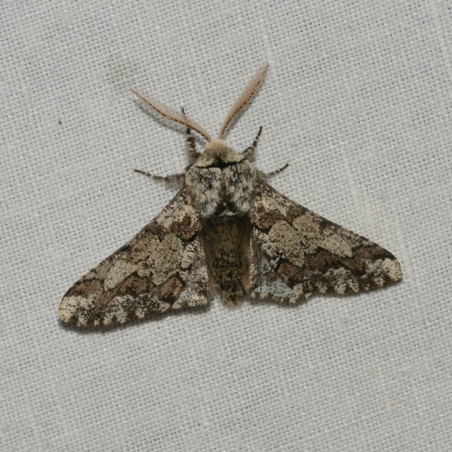 Biston strataria - barnapettyes araszoló