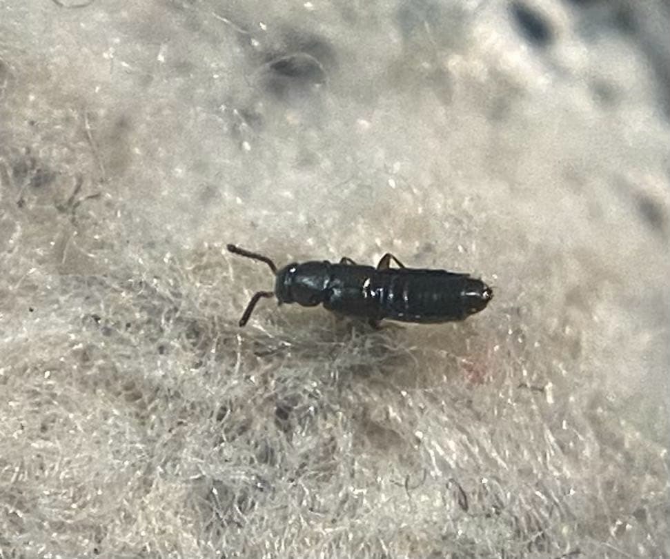 Amischa analis