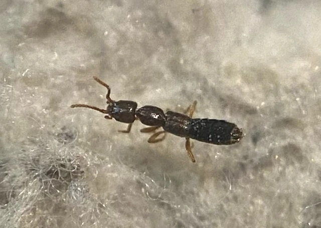 Scopaeus pusillus - kis turzásholyva