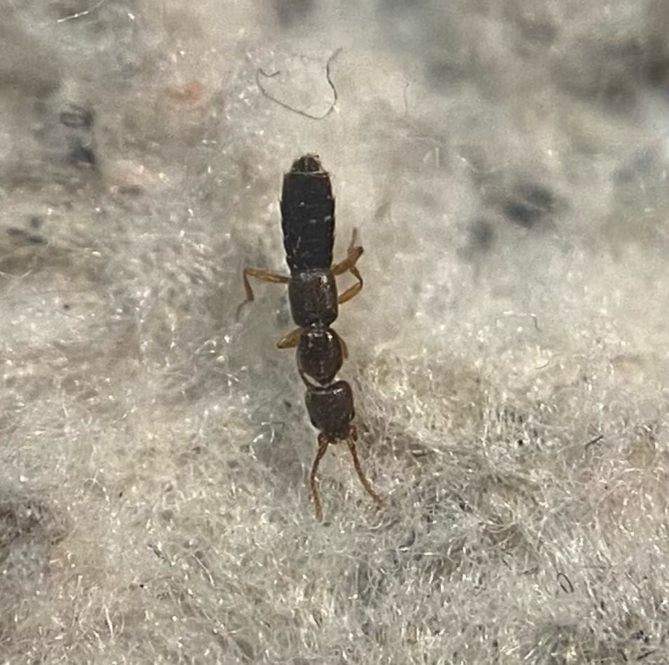 Scopaeus pusillus - kis turzásholyva