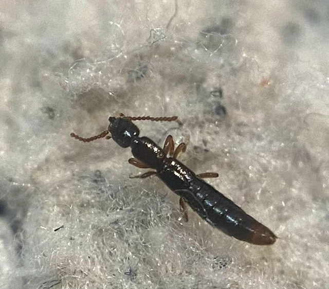 Lathrobium longulum - apró mocsárholyva