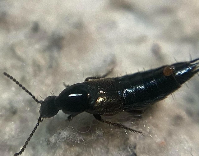 Philonthus carbonarius - réti ganajholyva