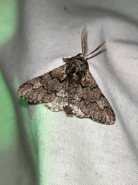 Biston strataria - barnapettyes araszoló