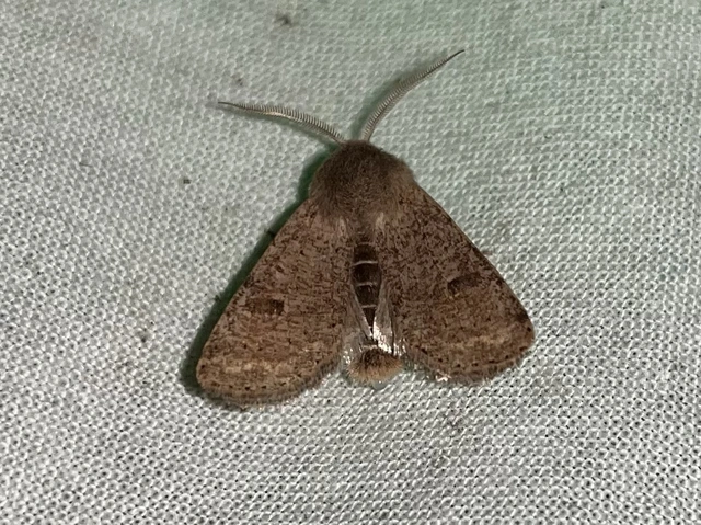 Orthosia cruda - kis barkabagoly