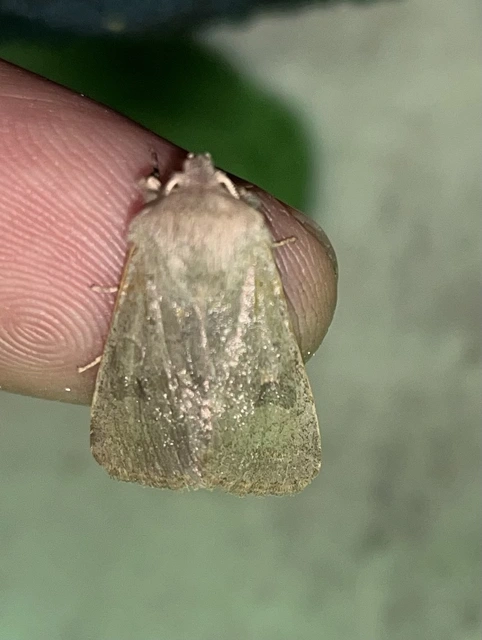 Orthosia populeti - nyárfa-barkabagoly