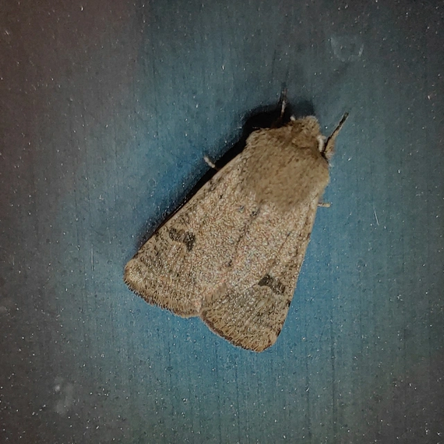 Orthosia cruda - kis barkabagoly