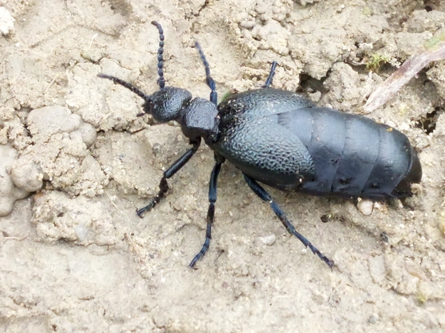 Meloe cicatricosus - óriásnünüke