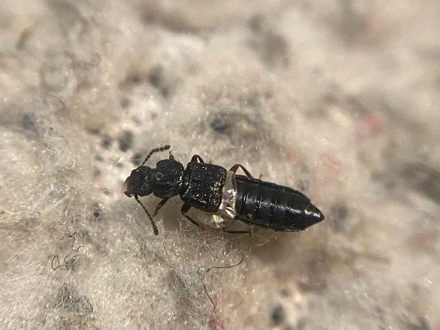 Anotylus rugosus - rovátkáshátú korhóholyva Anotylus rugosus - rovátkáshátú korhóholyva
