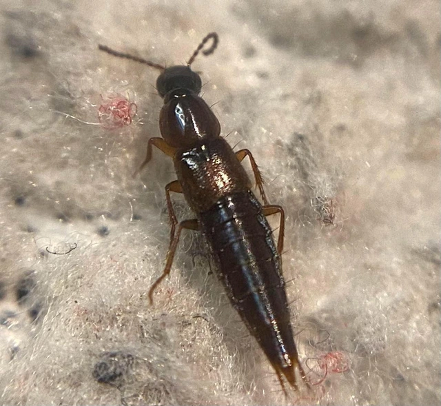 Quedius limbatus - közönséges mohaholyva