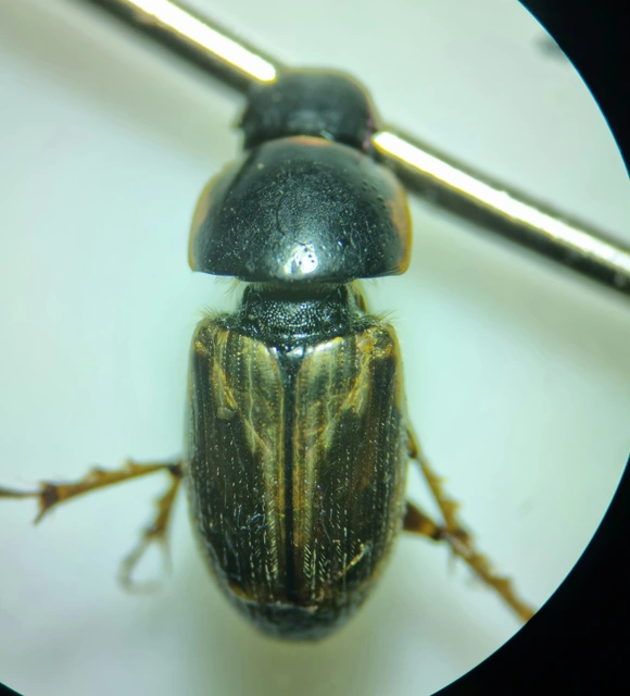 Aphodius prodromus - sárgalábú trágyabogár
