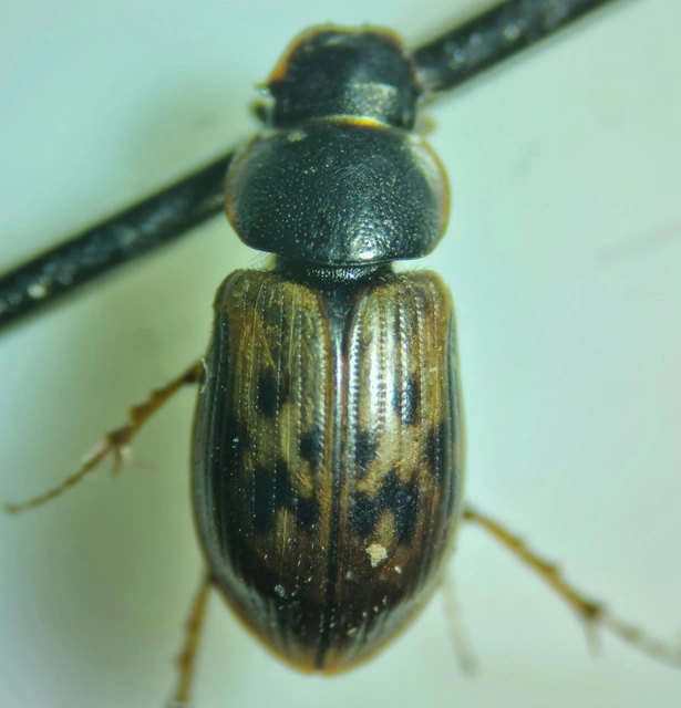 Aphodius obliteratus - sötétjegyű trágyabogár