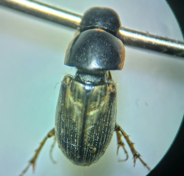 Aphodius prodromus - sárgalábú trágyabogár