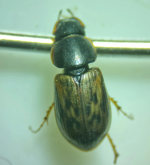 Aphodius obliteratus - sötétjegyű trágyabogár