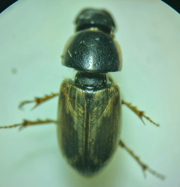 Aphodius prodromus - sárgalábú trágyabogár