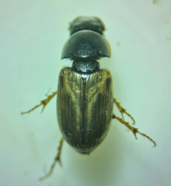 Aphodius prodromus - sárgalábú trágyabogár