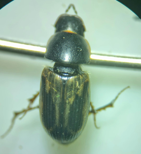 Aphodius prodromus - sárgalábú trágyabogár