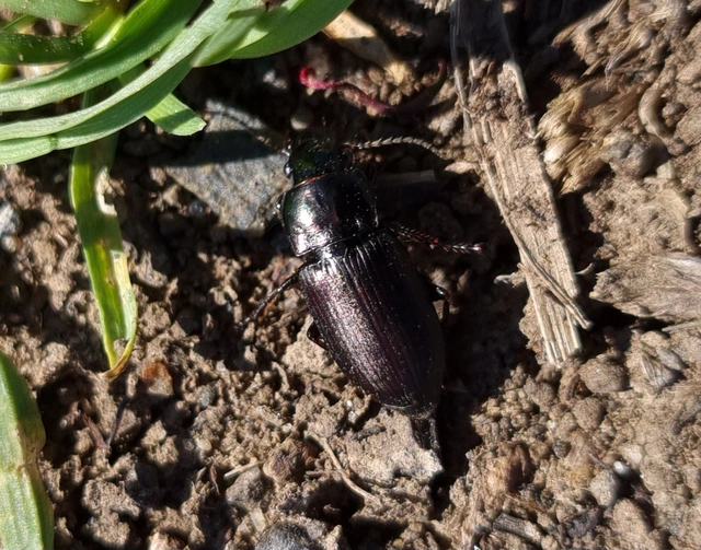 Harpalus distinguendus - mezei lomhafutó