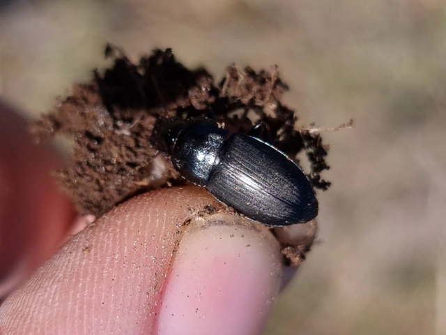Harpalus caspius - keleti lomhafutó