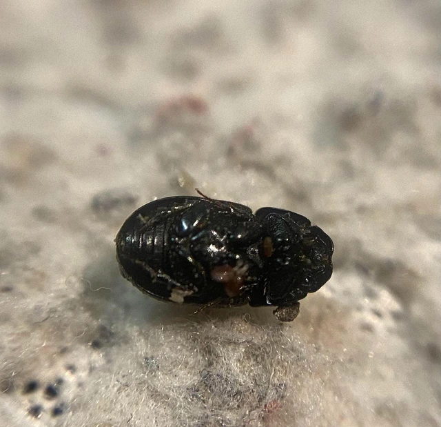 Agrilinus ater