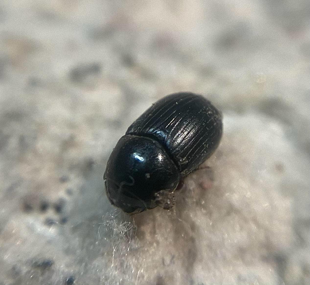 Agrilinus ater