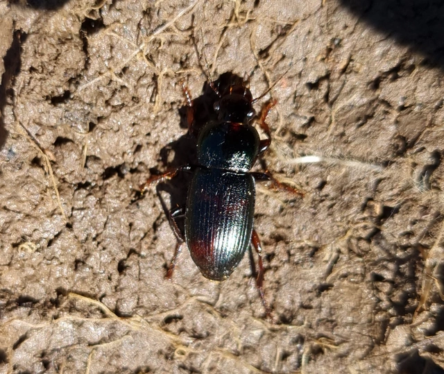 Harpalus hospes - változékony lomhafutó