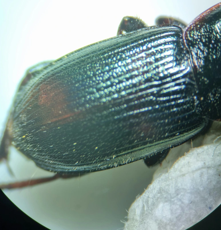 Harpalus hospes - változékony lomhafutó