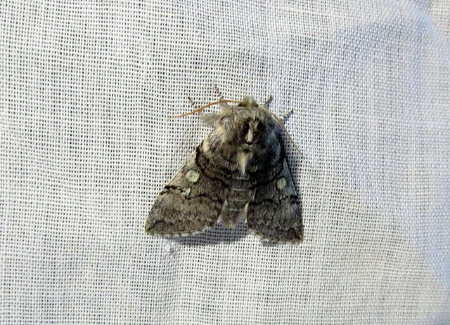 Achlya flavicornis - nyíres pihésszövő