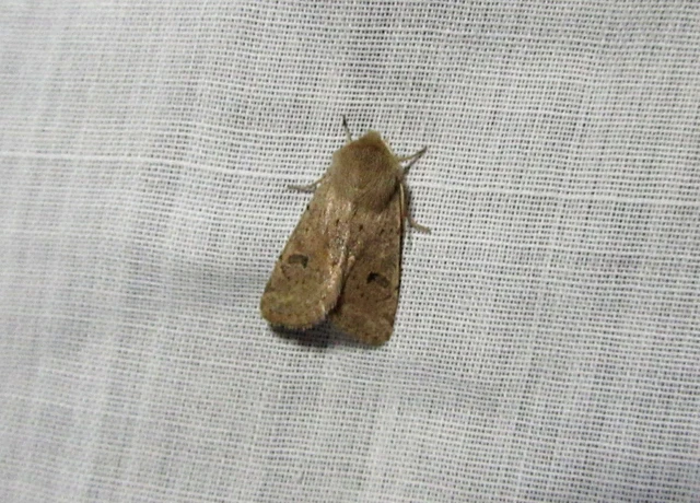 Orthosia cruda - kis barkabagoly
