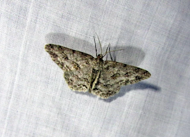 Ectropis crepuscularia - avararaszoló