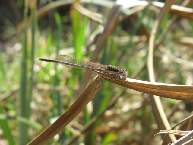Sympecma fusca - téli rablószitakötő
