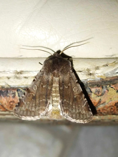 Cerastis rubricosa - vörhenyes tavaszibagoly