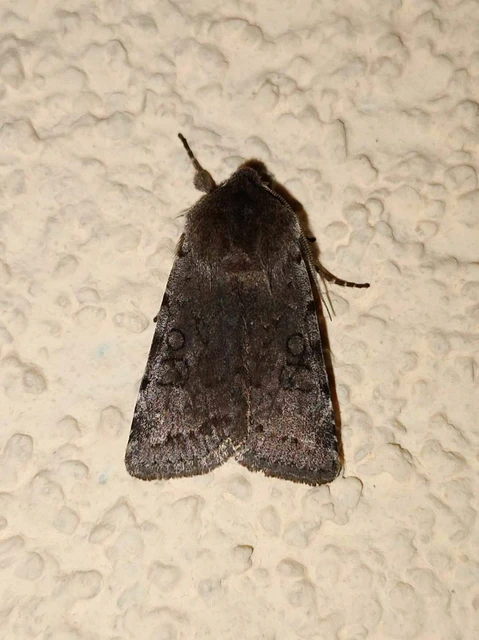 Cerastis rubricosa - vörhenyes tavaszibagoly