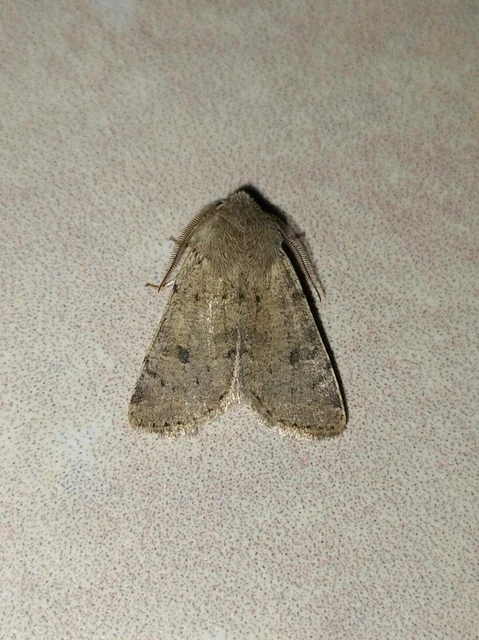 Orthosia cruda - kis barkabagoly