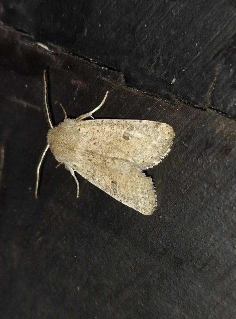 Orthosia cruda - kis barkabagoly