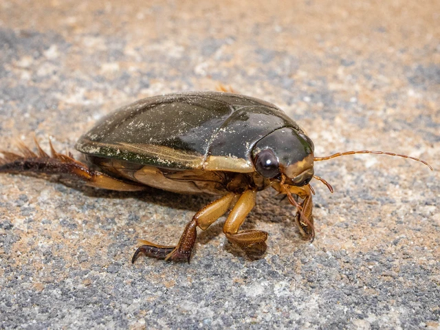 Cybister lateralimarginalis - nagy búvárbogár