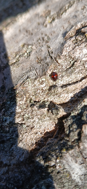 Chilocorus bipustulatus - szalagos szerecsenkata