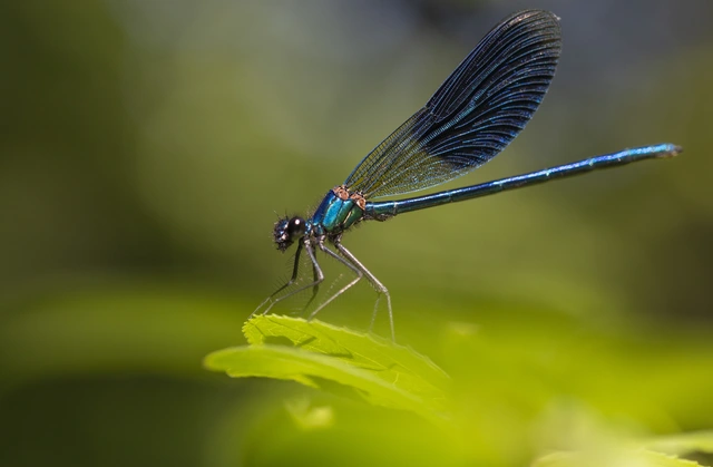 Calopteryx splendens - sávos szitakötő